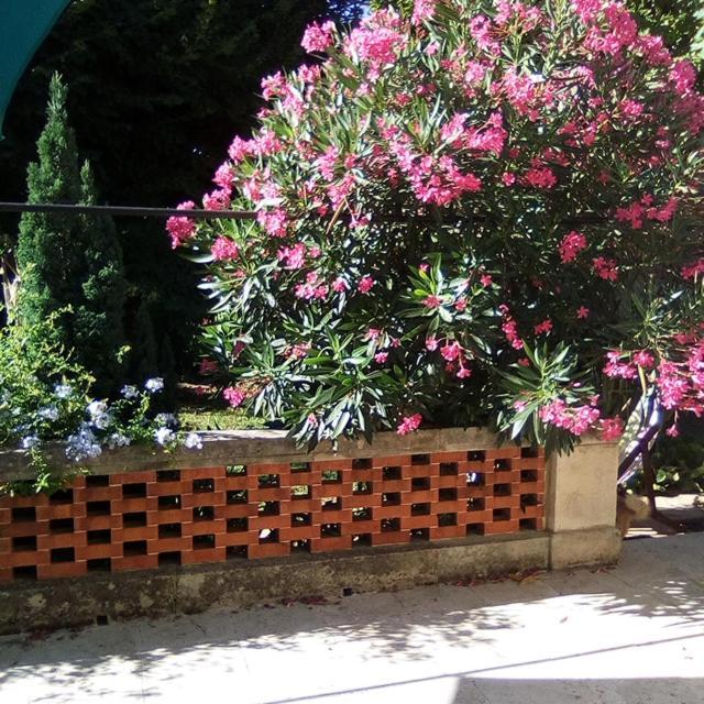 الشقق الفندقية أفينيونفي  Le Petit Palais Maisonnette المظهر الخارجي الصورة